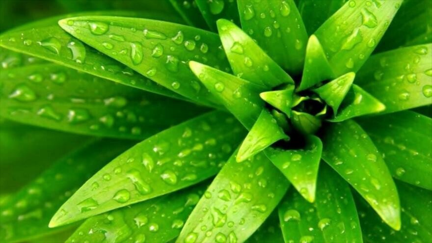 colageno hidrolizado vegetal