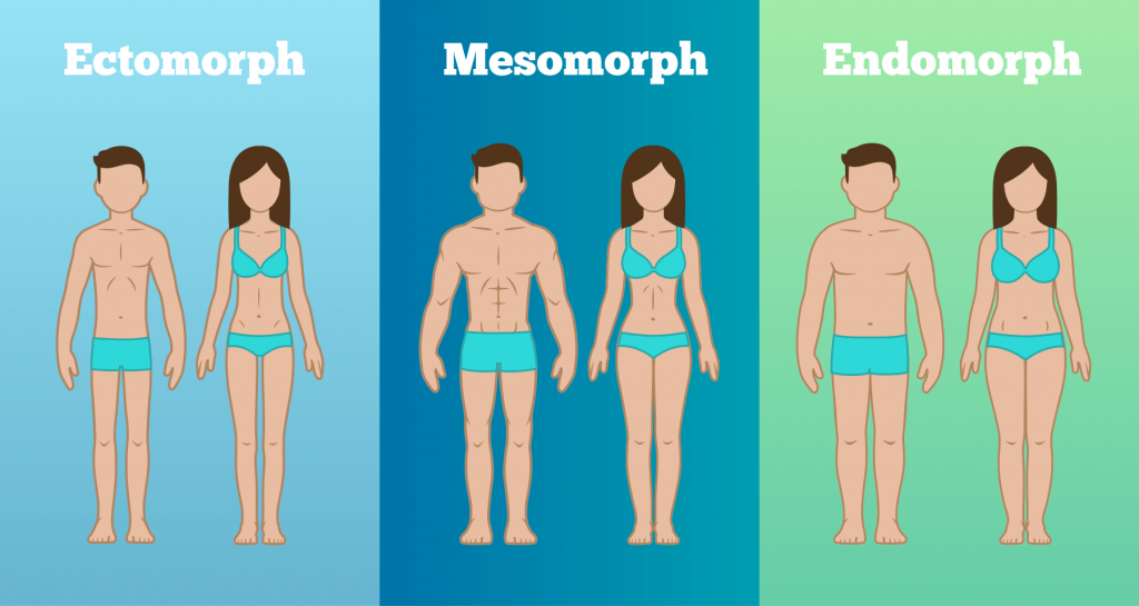 tipo de cuerpo endomorfo