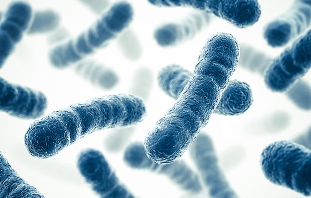 que-son-los-probioticos