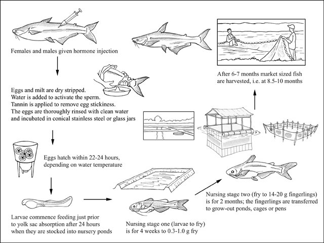 como-se-produce-el-pangasius