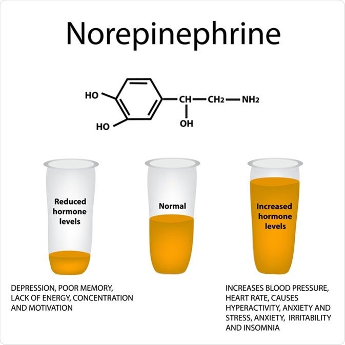 norepinefrina-funcion