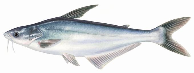 pangasius propiedades nutircionales omega-3