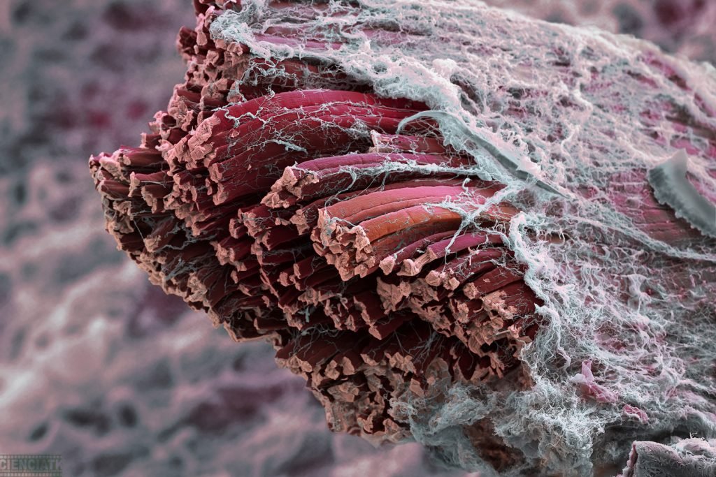 tipos de fibras musculares rojas o blancas