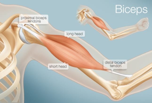 Estructura Del Biceps