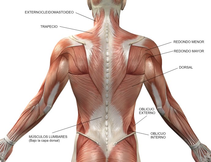 musculos de la espalda