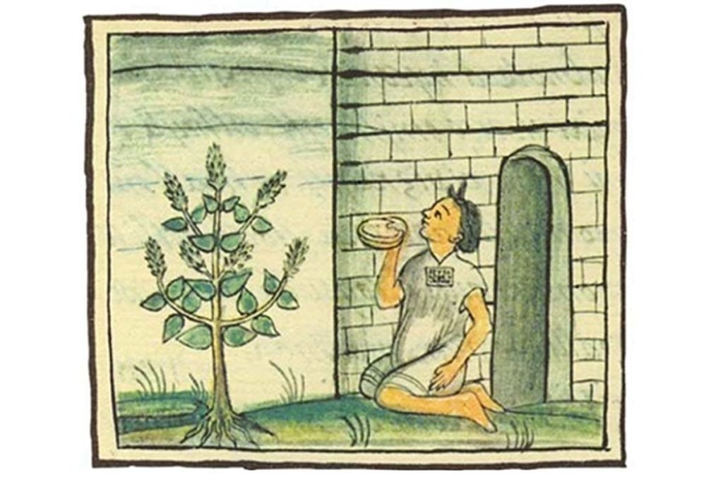 semillas de chia historia