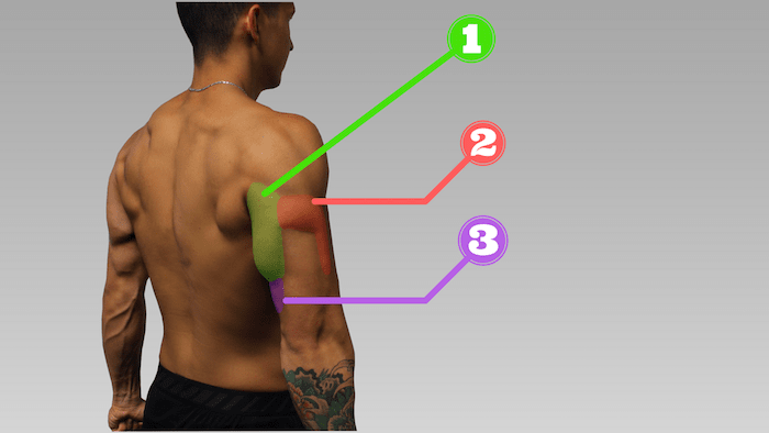 triceps anatomia