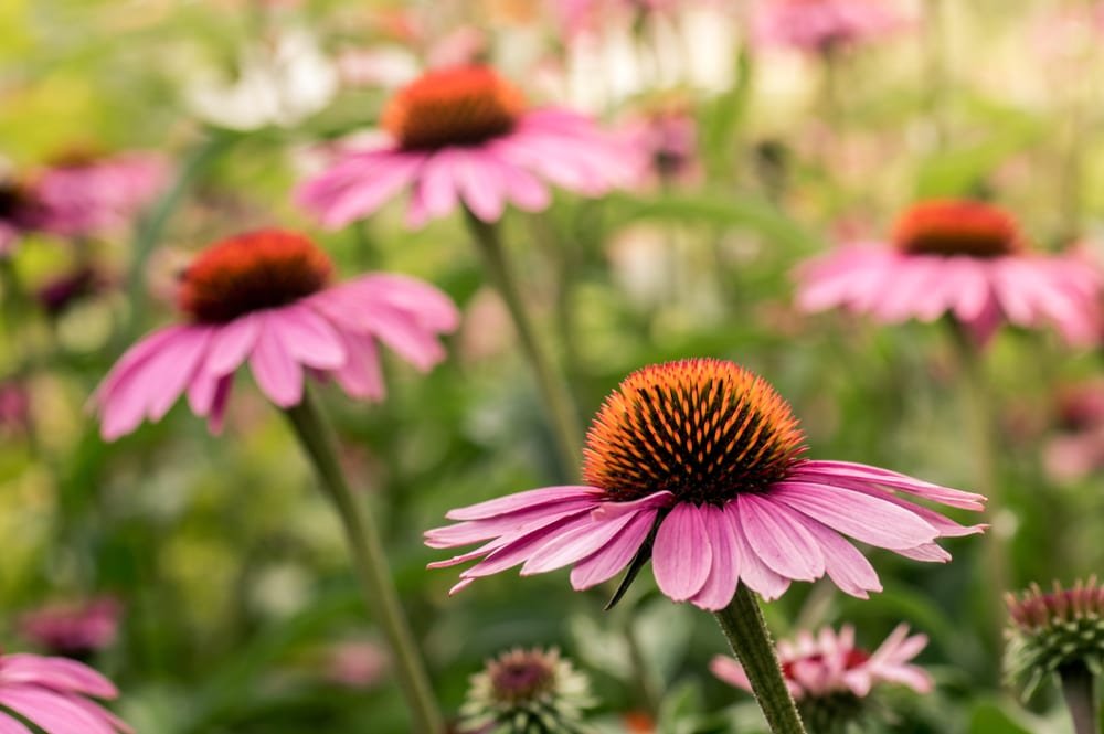 plantas anivirales