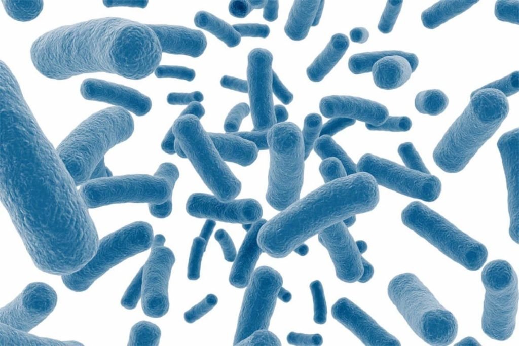 probioticos
