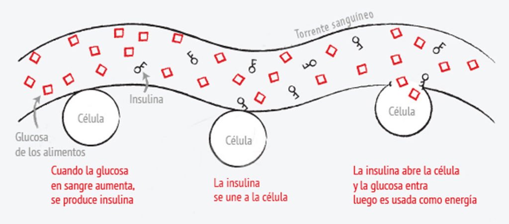 como funciona la insulina explicacion bien facil
