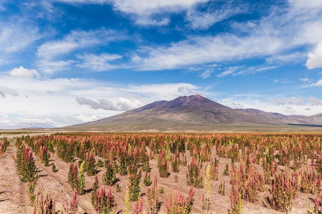 como crece la planta de quinoa