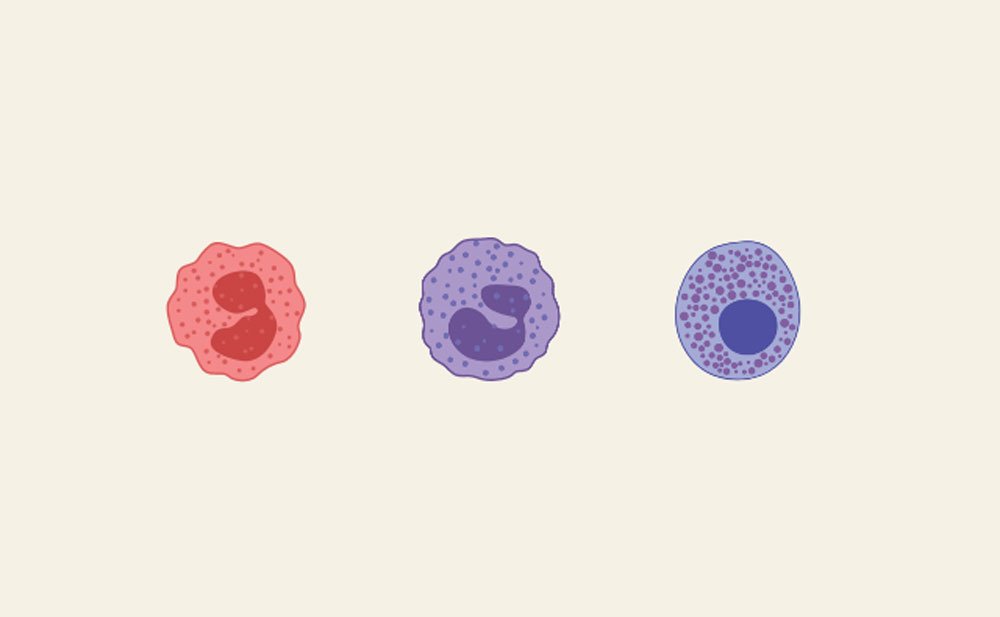 eosinofilos basofilos y mastocitos